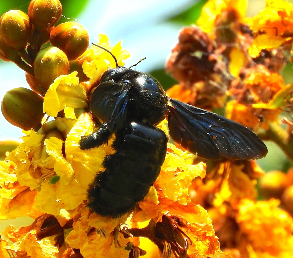 Neoxylocopa
