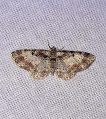 Eupithecia johnstoni