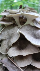Polyporus umbellatus