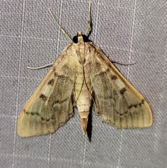 Herpetogramma theseusalis