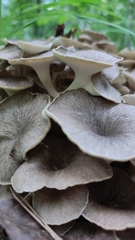Polyporus umbellatus