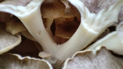 Polyporus umbellatus