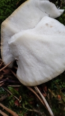 Polyporus umbellatus