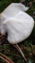 Polyporus umbellatus
