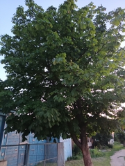 Aesculus hippocastanum