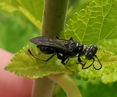 Lyroda