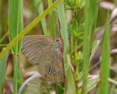 Neonympha areolatus
