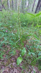 Platanthera bifolia