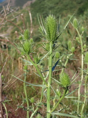 Eryngium duriaei