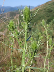 Eryngium duriaei