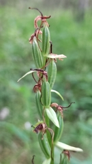 Platanthera bifolia