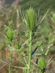 Eryngium duriaei