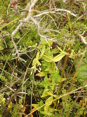 Stellaria littoralis