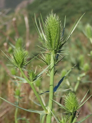 Eryngium duriaei