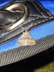 Phalaenostola hanhami