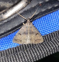 Phalaenostola hanhami