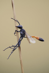 Ammophila campestris