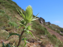 Eryngium duriaei