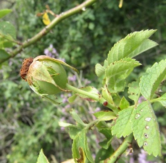 Rosa dimorpha