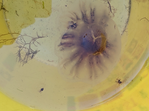 Dwarf Lion's Mane Jelly photographed in Connecticut