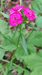 Dianthus barbatus