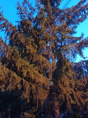 Picea