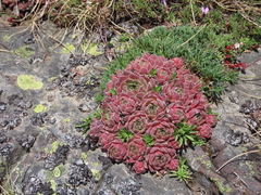 Sempervivum vicentei