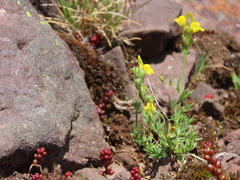 Linaria supina supina