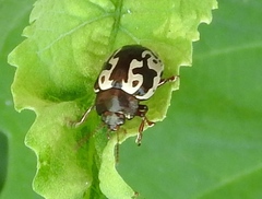 Calligrapha intermedia