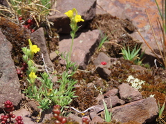 Linaria supina supina