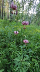 Lilium martagon pilosiusculum