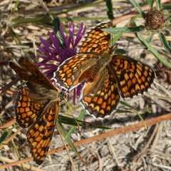 Melitaea parthenoides