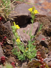 Linaria supina supina