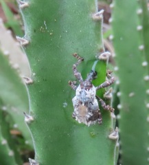 Paramecops stapeliae