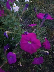 Petunia × atkinsiana