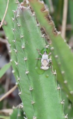 Paramecops stapeliae