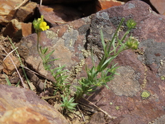 Linaria supina supina