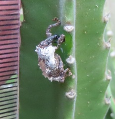 Paramecops stapeliae