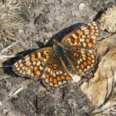 Melitaea parthenoides