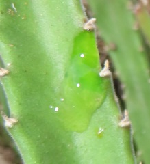 Paramecops stapeliae