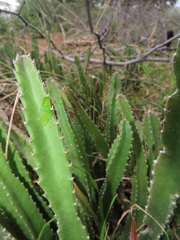 Paramecops stapeliae