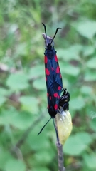 Zygaena