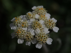 Achillea nana