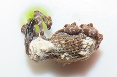 Paramecops stapeliae