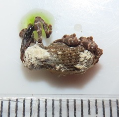 Paramecops stapeliae