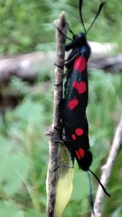 Zygaena