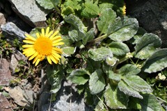 Tephroseris integrifolia