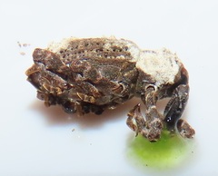 Paramecops stapeliae