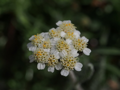 Achillea nana
