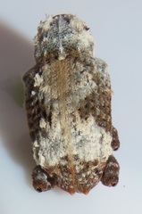 Paramecops stapeliae